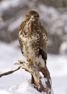 snow nature bird winter
