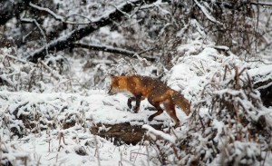 fox on snow covered field in forest