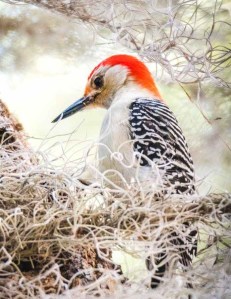 focus photography of northern flicker